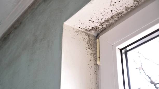 Best Attic Mold Removal  in Blairsville, PA