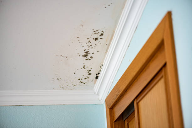 Certified Mold Removal in Blairsville, PA