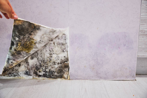 Best Local Mold Removal Service  in Blairsville, PA